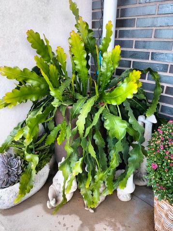 Zie omschrijving, grote Cactus 115 cm beschikbaar voor biedingen