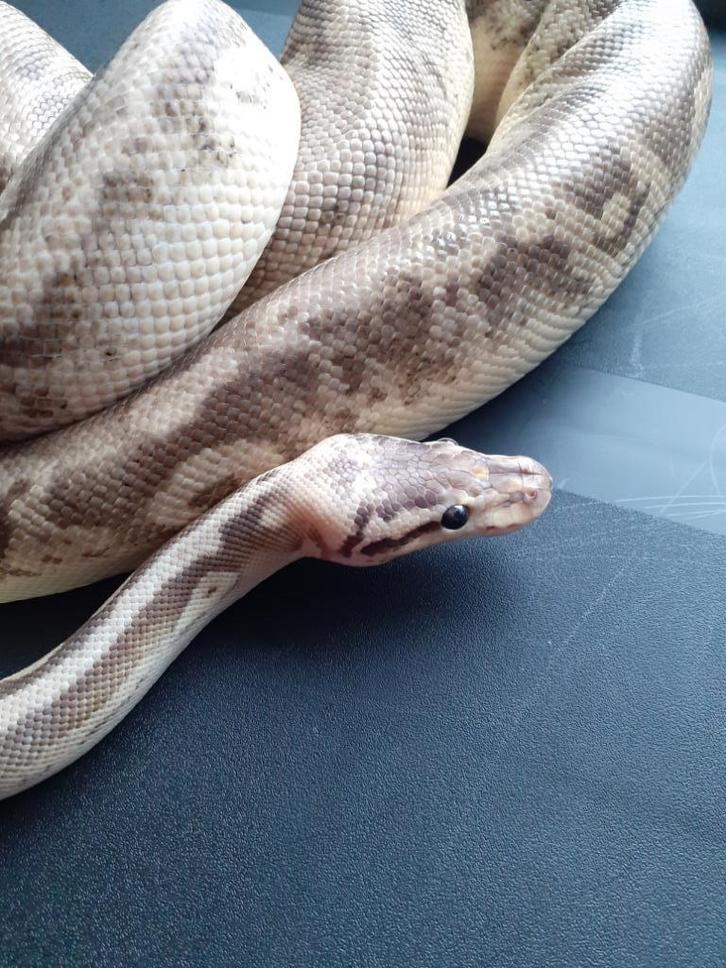 1.0 Super pastel Black pastel het pied, Dieren en Toebehoren, Reptielen en Amfibieën, Slang, 3 tot 6 jaar