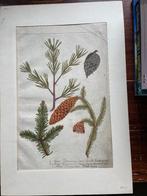Johann W. Weinmann Abies Foemina, Vulgaris, Picea 1745, Ophalen of Verzenden