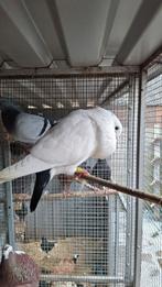 Te koop Til kroppers, Dieren en Toebehoren, Meerdere dieren, Overige soorten