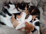 Mooie lieve kittens kitten jonge baby poesjes katjes poesje, Meerdere dieren, 0 tot 2 jaar
