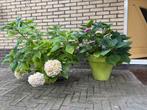 Elho buitenbloempot 5 stuks, Ophalen, Zomer, Overige soorten, Volle zon