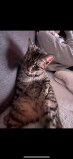 Opzoek naar huisje voor mijn 2 katten, Dieren en Toebehoren, Katten en Kittens | Dekkaters