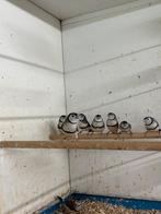 Verschillende koppels vogels, Dieren en Toebehoren, Vogels | Overige Vogels, Meerdere dieren, Tropenvogel