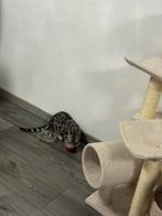 Bengaal zilverbengaal stamboom  gevaceneerd gechipt, Dieren en Toebehoren, Katten en Kittens | Raskatten | Korthaar, Kater, Gechipt
