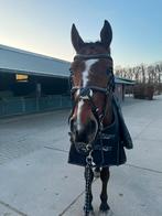 Hoofdstel mexicaanse neusriem maat full, Dieren en Toebehoren, Paarden en Pony's | Hoofdstellen en Tuigage, Ophalen of Verzenden