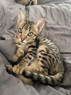 savannah kittens mega lief 😍 mogen vanaf 10 okt verhuizen, Dieren en Toebehoren, Meerdere dieren, Gechipt