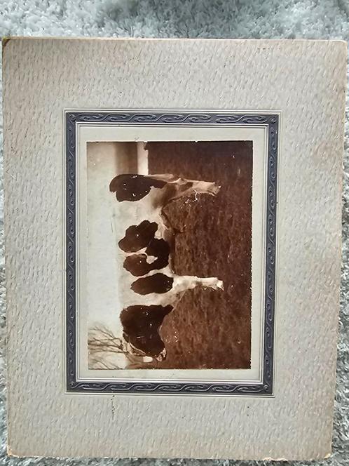 Oude prent van een koe in passe-partout, Antiek en Kunst, Kunst | Tekeningen en Foto's, Ophalen of Verzenden