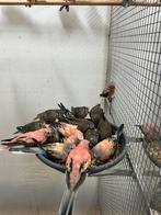 Bourkes 2025, Dieren en Toebehoren, Meerdere dieren, Parkiet, Geringd