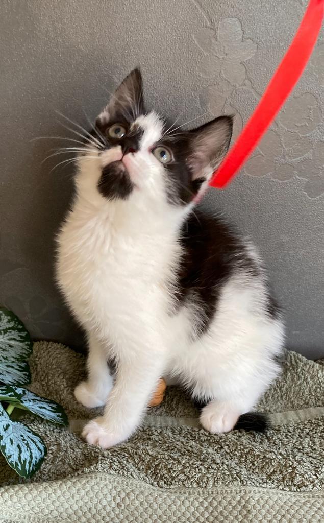 Kittens! vrouwtjes/mannetje, Dieren en Toebehoren, Katten en Kittens | Overige Katten, Meerdere dieren