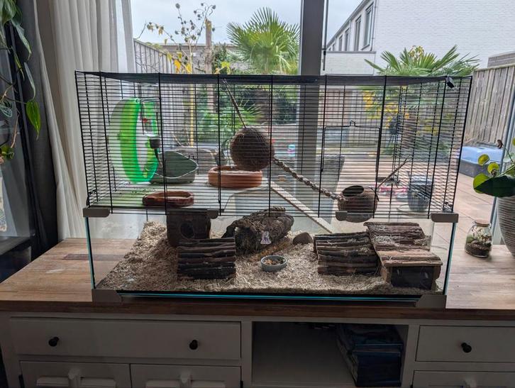 Hamsterkooi 100x50 incl. Hamster , voer, houten speeltjes, Dieren en Toebehoren, Knaagdieren, Mannelijk, Hamster, December, Tam