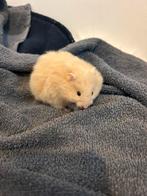 Syrische hamster / goudhamsters, Dieren en Toebehoren, Knaagdieren, Hamster, November, Meerdere dieren, Tam