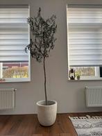 Echte Olijfboom, Ophalen, Volle zon, Olijfboom, 100 tot 250 cm