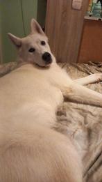 Goed huisje gezocht voor husky pup, Dieren en Toebehoren, Rabiës (hondsdolheid), 15 weken tot 1 jaar, Eén hond, Nederland
