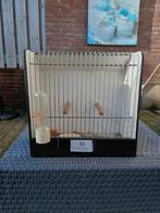 Tentoonstellingskooi, Dieren en Toebehoren, Ophalen, Hout, Vogelkooi