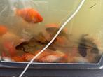 Grote goudvissen, Dieren en Toebehoren, Vissen | Aquariumvissen, Vis
