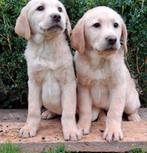Lieve Labrador pups, Dieren en Toebehoren, 8 tot 15 weken, Labrador retriever, CDV (hondenziekte), Meerdere