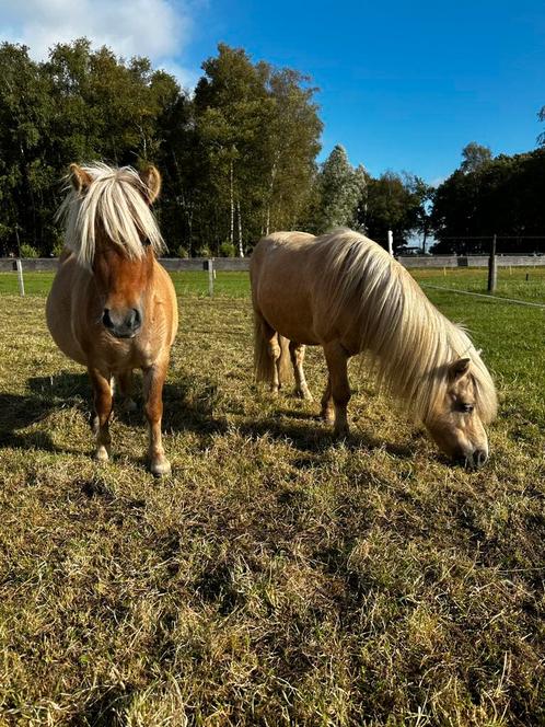 Stamboek Falabella hengst en NMPRS merrie, Dieren en Toebehoren, Pony's, Meerdere dieren, A pony (tot 1.17m), 3 tot 6 jaar, Met stamboom