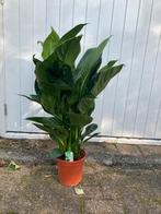 Lepelplant 90 cm, mooie volle plant., Ophalen, Overige soorten, Volle zon