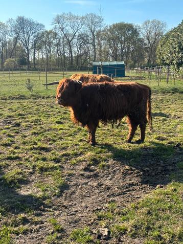 Schotse hooglanders beschikbaar voor biedingen