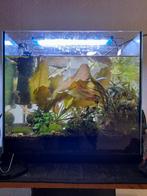 Aquarium,complete set 30 liter.Guppen,garnalenen rozeslakjes, Ophalen, Gebruikt, Gevuld zoetwateraquarium
