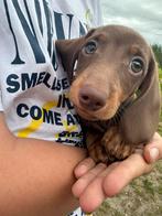 Puppy teckel, Reu, 8 tot 15 weken, Korthaar, Dwerg