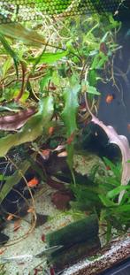 Jonge platy's mix 10 stuks €1.50, Vis