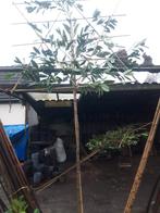 Prunus laur. Caucasica als Leiboom, Tuin en Terras, Planten | Bomen, Leiboom, Lente, 250 tot 400 cm, Ophalen