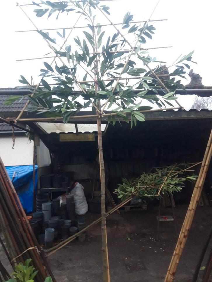 Prunus laur. Caucasica als Leiboom, Tuin en Terras, Planten | Bomen, Leiboom, 250 tot 400 cm, Volle zon, Lente, Ophalen