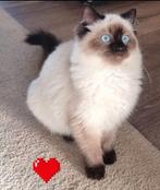 Ragdoll kittens stamboom gewesten ouders, Meerdere dieren, Gechipt, 0 tot 2 jaar