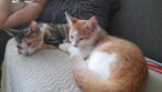 2 poezen zoeken gouden huisje, Dieren en Toebehoren, Katten en Kittens | Overige Katten, Poes