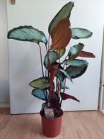 Calathea Silvia - Calathea / Pauwenplant H: 84 cm., Huis en Inrichting, Kamerplanten, Ophalen, Overige soorten, Halfschaduw, Minder dan 100 cm