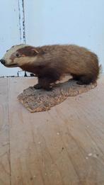 Prachtige opgezette Das Taxidermy, Ophalen of Verzenden, Zo goed als nieuw, Wild dier, Opgezet dier