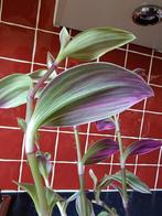 Tradescantia kamerplant., Ophalen, Halfschaduw, Minder dan 100 cm