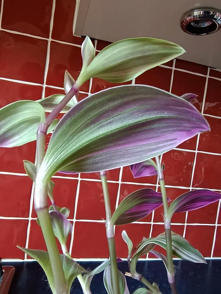 Tradescantia kamerplant., Huis en Inrichting, Kamerplanten, Minder dan 100 cm, Halfschaduw, Ophalen