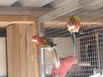 Rosella,s, Dieren en Toebehoren, Vogels | Parkieten en Papegaaien, Meerdere dieren, Parkiet, Geringd