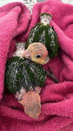 Super tamme baby Roestkop Caique, Dieren en Toebehoren, Geslacht onbekend, Papegaai, Geringd