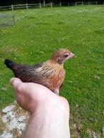 Hollandse kriel kuikens, Dieren en Toebehoren, Pluimvee, Meerdere dieren, Kip