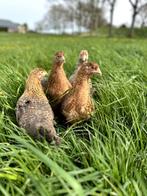 Prachtige jonge tamme Bielefelder kippen hennen keus gesekst, Dieren en Toebehoren, Vrouwelijk, Kip
