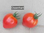 zaad tomaat Ossenhart / Coeur de Boeuf, Ophalen