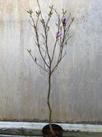 Magnolia Susan 60cm kronkelige stam, Ophalen
