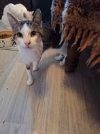 Mooie katten, Dieren en Toebehoren, Katten en Kittens | Raskatten | Korthaar, Kater