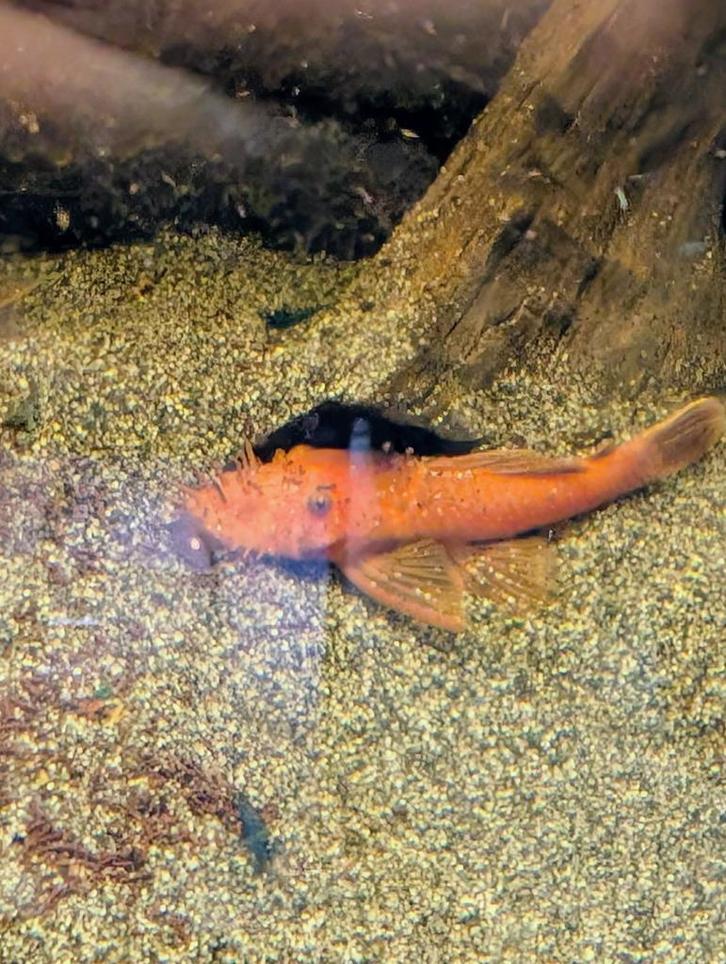 Ancistrus LDA-016, Dieren en Toebehoren, Vissen | Aquariumvissen, Zoetwatervis, Vis