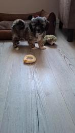 Binky zoekt een lief baasje, Dieren en Toebehoren, Honden | Niet-rashonden, Rabiës (hondsdolheid), Reu, 8 tot 15 weken, Eén hond