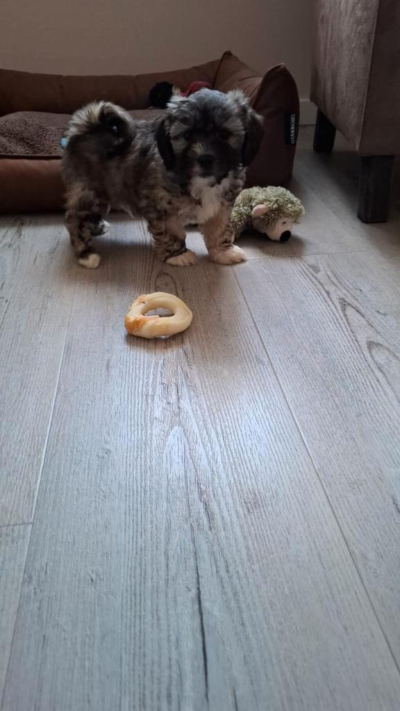 Binky zoekt een lief baasje, Dieren en Toebehoren, Honden | Niet-rashonden, Klein, Reu, Particulier, Eén hond, Nederland, 8 tot 15 weken