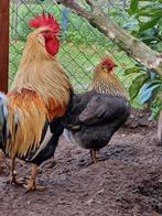 Leghorn geelpatrijs, Dieren en Toebehoren, Pluimvee, Vrouwelijk, Kip