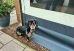 Dekreu teckel, Rabiës (hondsdolheid), Reu, 1 tot 2 jaar, Eén hond