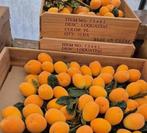 Kunst, Dummy, Decoratie, Nep nispero of wel Loquat fruit, Ophalen of Verzenden, Nieuw, Versiering, Overige