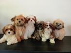 Mooie Boomer pups ShihTzu x Maltezer. Mogen mee., Dieren en Toebehoren, Honden | Chihuahua's en Gezelschapshonden, Nederland, Overige rassen