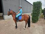 Enthousiaste c pony te koop., Dieren en Toebehoren, Pony's, Ruin